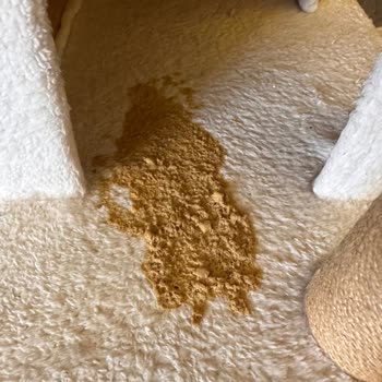 Tarım Ve Orman Bakanlığı Kedimde Raksharab Aşısının Şiddetli Yan Etkileri Ve Acil İnceleme Talebi