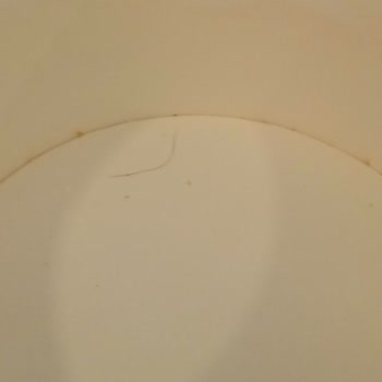 il Pollo DEL CAPO Patates Kovasındaki Kıl Hijyen İhlali Ve Yetersiz Telafi