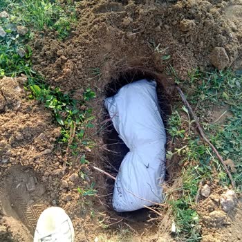 Bilgevet Yanlış Ameliyat Sonucu Kedimin Ölümü Ve 100 Bin Tl Masrafı İçin Sorumluluk Talebi