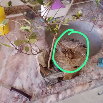 Doğaşık Fidan Gelen Ürünlerin Görsellerle Hiçbir Alakası Yok