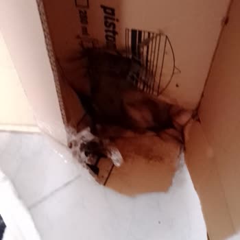 Doğaşık Fidan Gelen Ürünlerin Görsellerle Hiçbir Alakası Yok