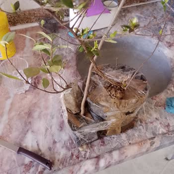Doğaşık Fidan Gelen Ürünlerin Görsellerle Hiçbir Alakası Yok