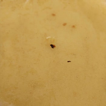 A101 Özsüt Cheesecake’te Böcek Ve Hijyen Sorunu