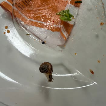 Simit Sarayı'ndan Kısırda Salyangoz Çıktı: Hijyen İhlali Ve Uzun Bekleme Süreci
