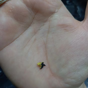 BİM Ballı Hardallı Cipsinde Bulunan Plastik Parça Sağlık Endişesi