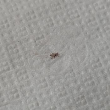 İzmir Özel Can Hastanesi Çiğli Şubesinde Hijyen Skandalı: Fizik Tedavi Havlularında Bitlenme