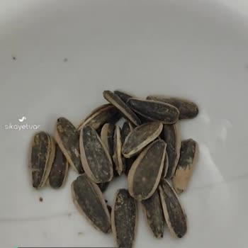 Tuğba Kuruyemiş Çekirdekten Kurt Çıktı