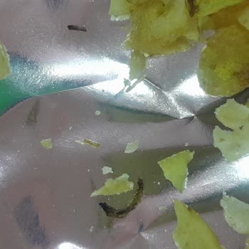 Toledo Cips Paketi İçinde Böcek Ve Kelebeğe Dönüşen Kurt Sağlık Riski Oluşturuyor