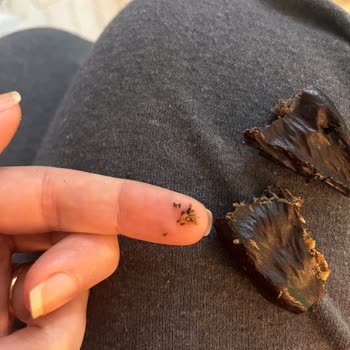 Keçiboynuzunda Kara Toz Ve Hurmada Siyah İçerik: Sağlık Riski Ve Ürün Kalitesi Şikayeti