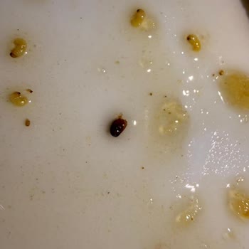 Yemeksepeti Market Kurtlu Tatlıda Zehirlenme, Gıda Güvenliği Ve İade Şikayeti