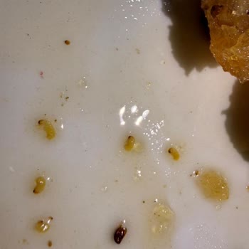 Yemeksepeti Market Kurtlu Tatlıda Zehirlenme, Gıda Güvenliği Ve İade Şikayeti