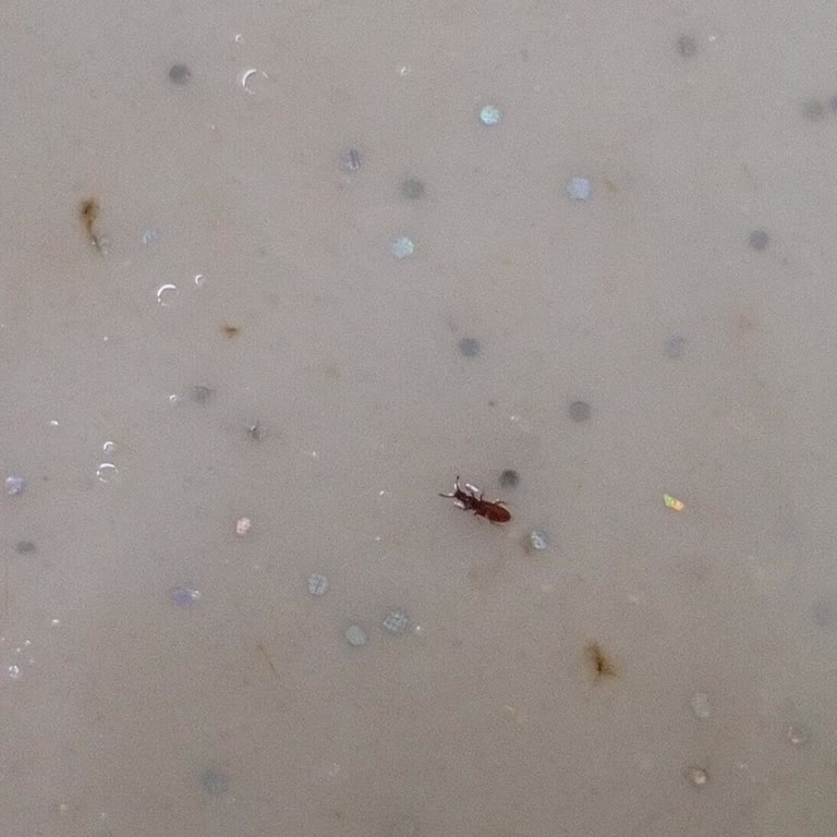 Bebek Mamasında Böcek Görülmesi Ve İade Talebi