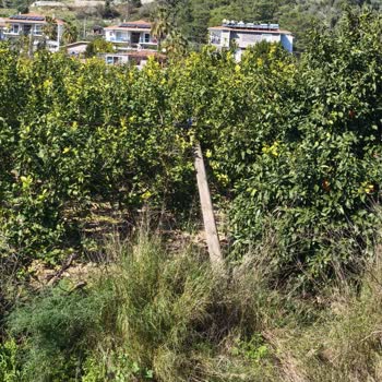 Muğla Ortaca Sarıgerme'de 1,5 Aylık İnternet Kesintisi Ve Yanıtsız Destek