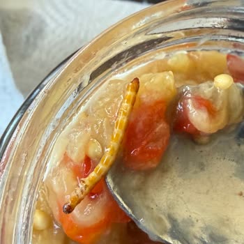 Burcu Konserve Açtığımda Kurt Böcek Buldum