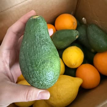 Anamur Dalından Sert ve Kırık Ürünler, 1100 TL’lik Ödeme Karşısında Kalitesiz Hizmet