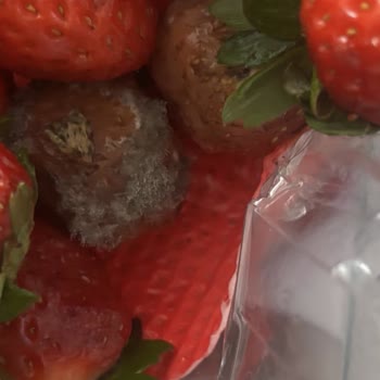 Küflü Ve Bayat Ürünler İçin İade Talebi Ve Cevapsız Müşteri Hizmetleri