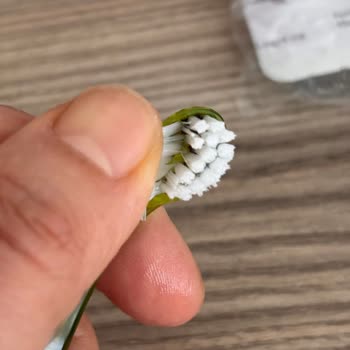 Bebek Diş Fırçalarında Tekrarlayan Siyahlaşma Ve Güven Endişesi