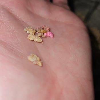 Migros Nesfit Yulaflı Üründe Ölmüş Kurt Bulunması Gıda Güvenliği Endişesi