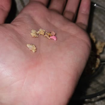 Migros Nesfit Yulaflı Üründe Ölmüş Kurt Bulunması Gıda Güvenliği Endişesi