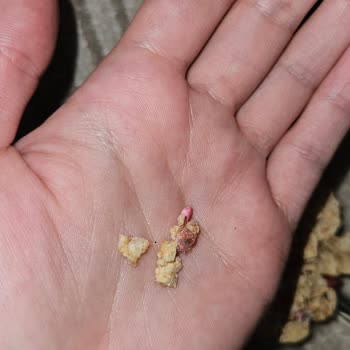 Migros Nesfit Yulaflı Üründe Ölmüş Kurt Bulunması Gıda Güvenliği Endişesi