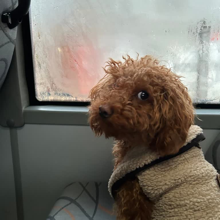 Beylicium AVM'de Küçük Köpeklere Giriş Yasaklandı, Müşteri Şikayetinde