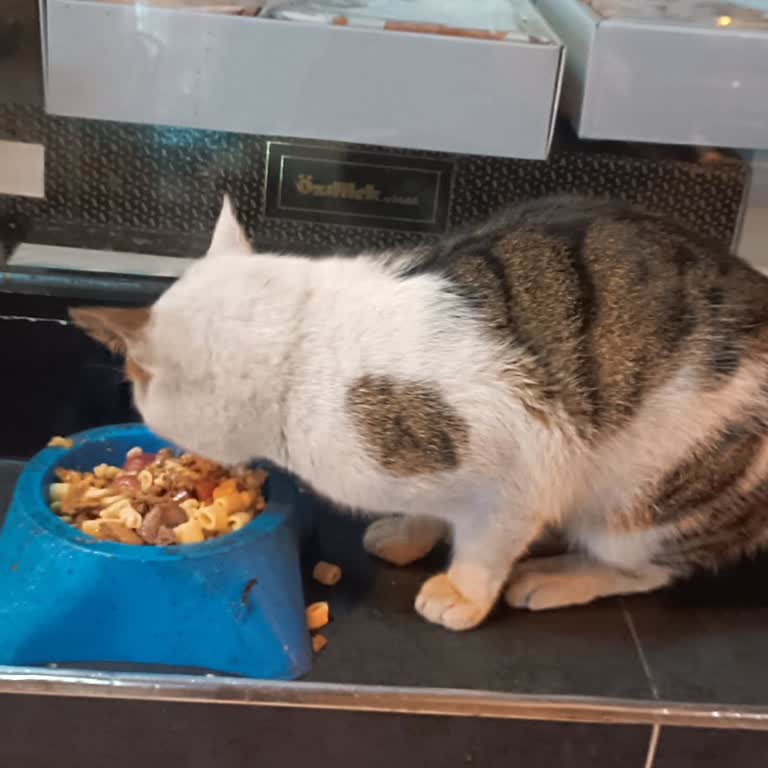 Sok Market Şubesinde Kediyi Uzaklaştıran Müdür, Müşteriye Kaba Davranış Sergiledi