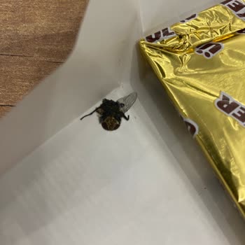 A101'den Alınan Ülker Bitter Çikolatasında Kara Sinek: Hijyen Ve Güven Sorunu