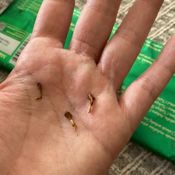 Patıswıss Çikolatası İçinde Üzüm Çöpü Bulundu: Gıda Güvenliği Ve Kalite Endişesi