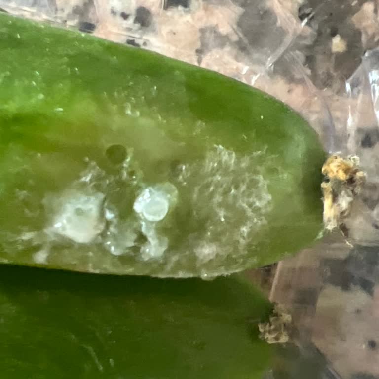 Yemeksepeti Market'ten Bozuk Salatalıklar İade Talebi