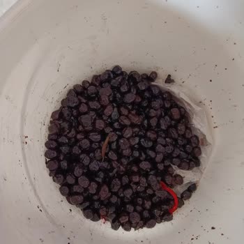 Jumbo Boy Zeytin Siparişinde Küflenmiş Ve Kalitesiz Ürün Gönderildi, Ücret İadesi Talep Ediliyor