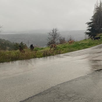 Çankaya Birlik Mahallesinde Sokak Köpekleri Saldırısı Ve Acil Çözüm Talebi
