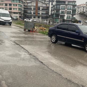 Çankaya Birlik Mahallesinde Sokak Köpekleri Saldırısı Ve Acil Çözüm Talebi