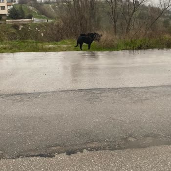 Çankaya Birlik Mahallesinde Sokak Köpekleri Saldırısı Ve Acil Çözüm Talebi