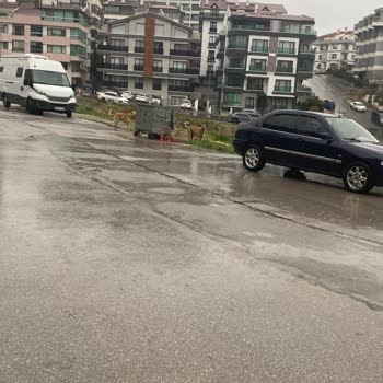 Çankaya Birlik Mahallesinde Sokak Köpekleri Saldırısı Ve Acil Çözüm Talebi