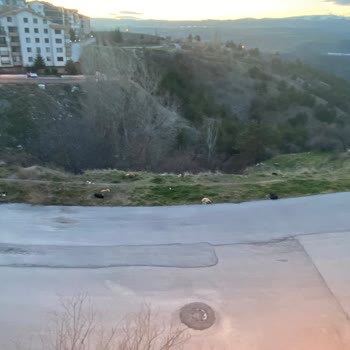 Çankaya Birlik Mahallesinde Sokak Köpekleri Saldırısı Ve Acil Çözüm Talebi