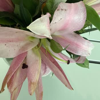 Çiçek Sepeti'nden Çürük Çiçek Ve Yetersiz Müşteri Desteği