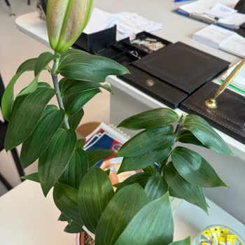 Çiçek Sepeti'nden Çürük Çiçek Ve Yetersiz Müşteri Desteği