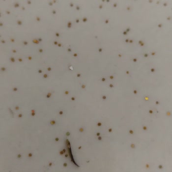 Kıymada Böcek Bulunması Ve Müşteri Hizmetleri Çözüm Eksikliği