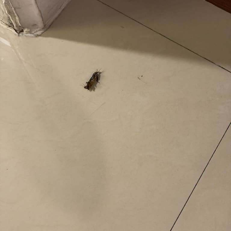 Uçuşta Ayrı Koltuk Ve Bangkok Otelinde Hijyen Sorunları