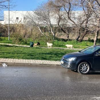 Gaziemir Zafer Mahallesi Evka 7'de Sokak Köpekleri Güvenliği Tehdit Ediyor