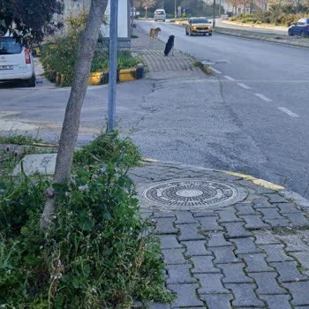 Gaziemir Zafer Mahallesi Evka 7'de Sokak Köpekleri Güvenliği Tehdit Ediyor