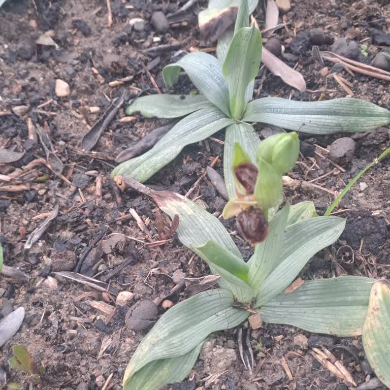 Trendyol’da Yanlış Ürün Gönderimi Ve Çözüm Beklentisi