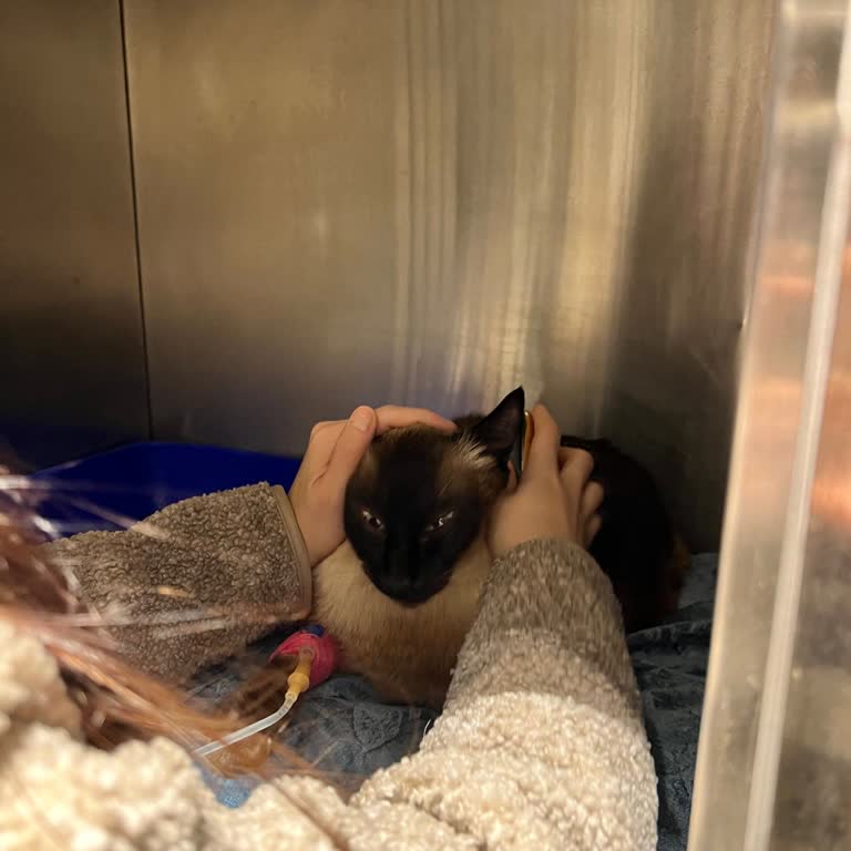 Vethouse’da Hijyen Ve Tedavi İhmali Kedimizin Hayatını Tehdit Ediyor