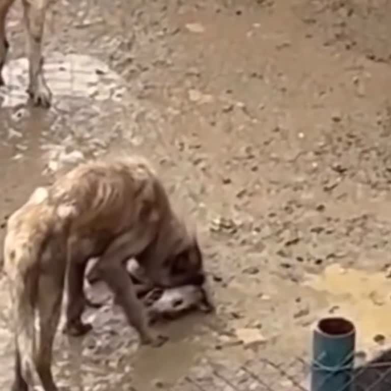 Bozüyük Belediyesi Hayvan Barınağındaki Kötü Koşullara Acil Müdahale