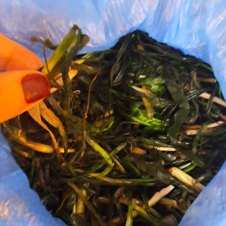 Koypazari_38 Ürün Tamamen Çürümüş Ve Kokmuş Haldeydi