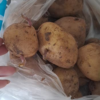 Filizlenmiş Patatesler Gönderildi: Taze Ürün Ve Özür Talebi