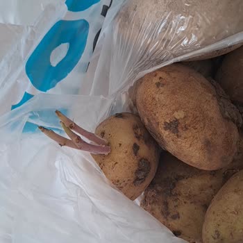 Filizlenmiş Patatesler Gönderildi: Taze Ürün Ve Özür Talebi