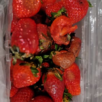 Çürük Çilek Teslimatı İçin İade Talebi