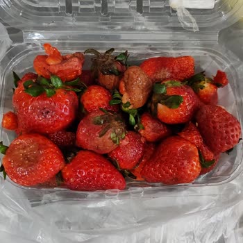 Çürük Çilek Teslimatı İçin İade Talebi