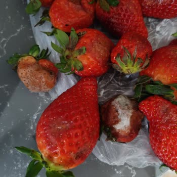 Çürük Çilek Teslimatı İçin İade Talebi